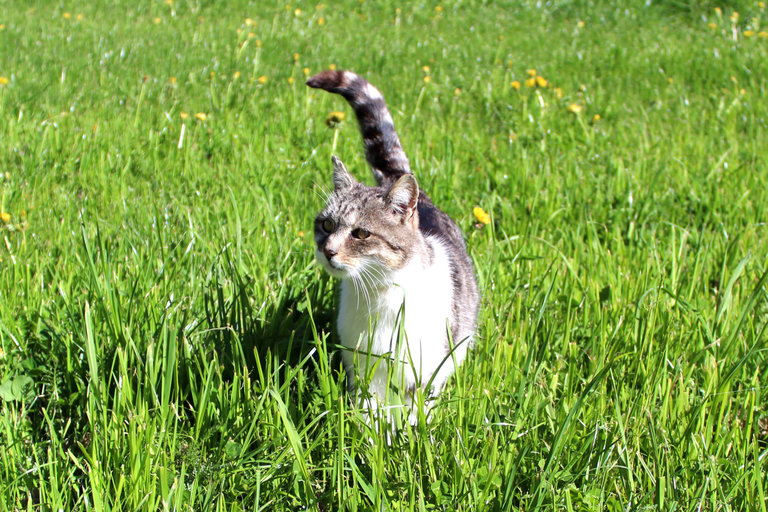 Mit unserer Katze auf Entdeckungsreise Mit unserer Katze auf Entdeckungsreise
