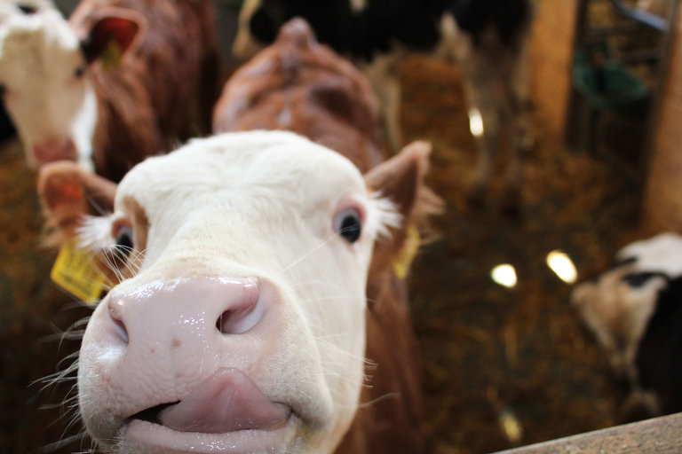 In den Stallungen In den Stallungen